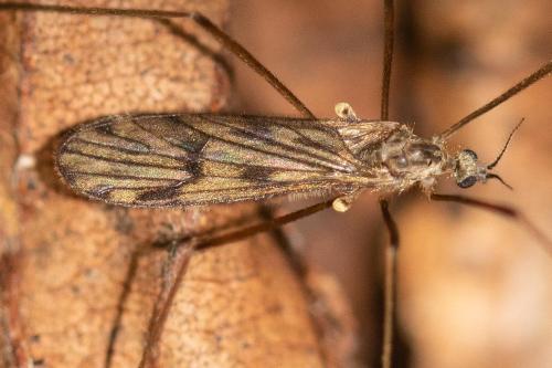 Rhypholophus varius